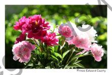 Flowers Peonies Backlit #4615