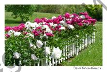 Flowers Peonies Fence #4617