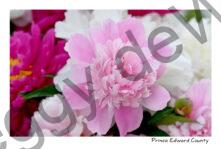Flowers Peonies Pink #4621