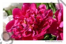 Flowers Peonies Red #4622