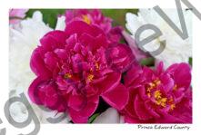 Flowers Peonies Red & White #4623