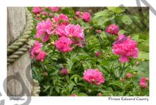 Flowers Peonies Rope #3233