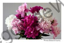 Flowers Peonies Studio Bouquet #4624