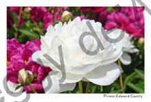 Flowers Peonies White #4625