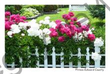 Flowers Peonies White Fence #4619