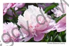 Flowers Peony Pink Bloom #4630