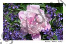 Flowers Peony Pink Blue #4627