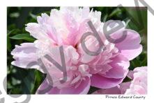 Flowers Peony Pink Norah #4628