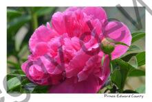 Flowers Peony Pink Single #3951