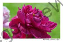Flowers Peony Red #4631