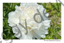 Flowers Peony White Yen #4632