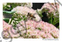 Flowers Pink Honey Bee #4369