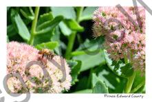 Flowers Pink Honey Bee #4370