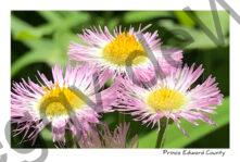 Flowers Pink & Yellow #3719