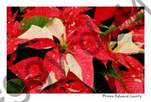 Flowers Poinsettia Red 1 #2259