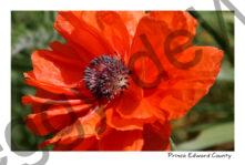 Flowers Poppy #3919