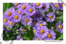 Flowers Purple & Yellow #3722