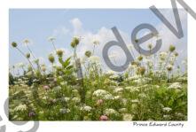 Flowers Queen Annes Lace Field #3568