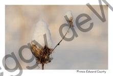 Flowers Queen Anns Lace Snow #3235