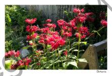 Flowers Red Tricia #3725