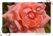 Flowers Rose Peachy #3723
