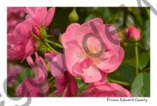 Flowers Rose Pink Drops #3240