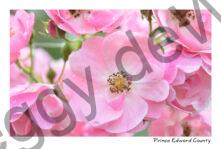 Flowers Rose Pink Light #3238