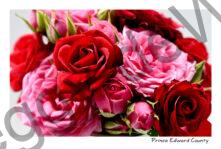 Flowers Roses Red and Pink #4491