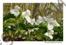 Flowers Trilliums Marilyn #2919