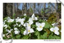 Flowers Trilliums Spring #4249