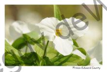 Flowers Trilliums White #3242