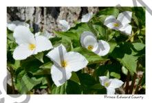 Flowers Trilliums White #4371