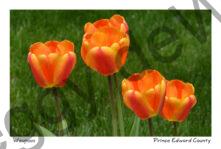 Flowers Tulips Four #3727