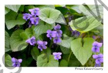 Flowers Violets Purple #3728