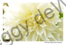 Flowers White Cones #3246