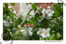 Flowers White Macaulay House #3219
