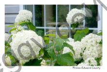 Flowers White Sal #3569
