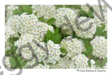 Flowers White Spirea #4252