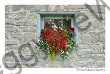 Flowers Window Box Cider Co #3248