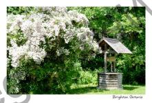 Flowers Wishing Well Brighton #4374