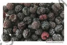 Food Berries #3650