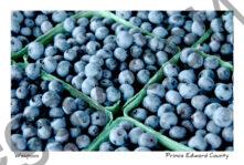 Food Blueberries Waupoos #2536