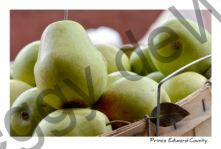 Food Pears Fall #3250