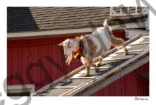 Goat Ramp #4170
