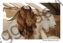 Goat Red Beard #2166