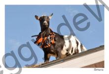 Goat Trading Co #4171