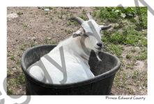 Goat in Tub #4492