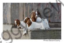 Goats Relaxing #3262