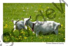 Goats White Smiling #1874