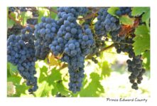 Grapes Blue Lots #3733